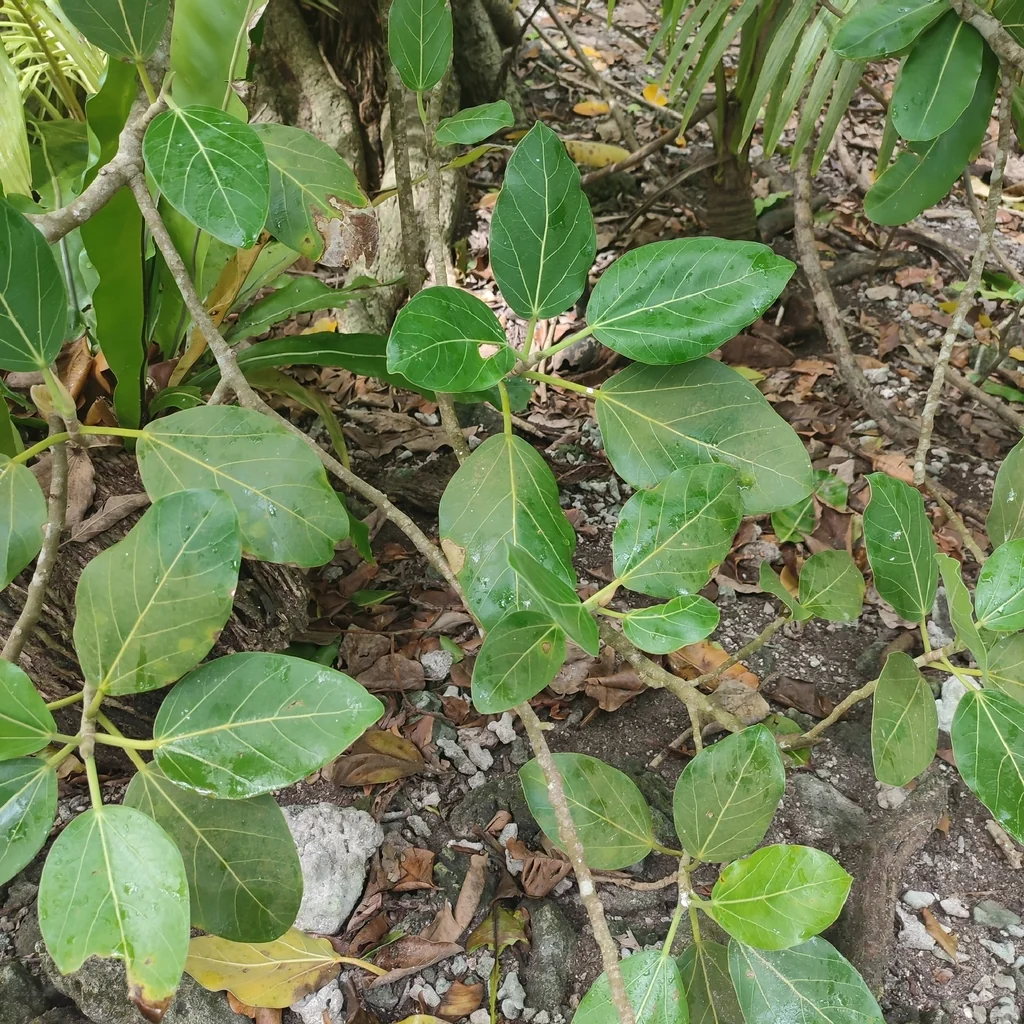 Ficus benghalensis