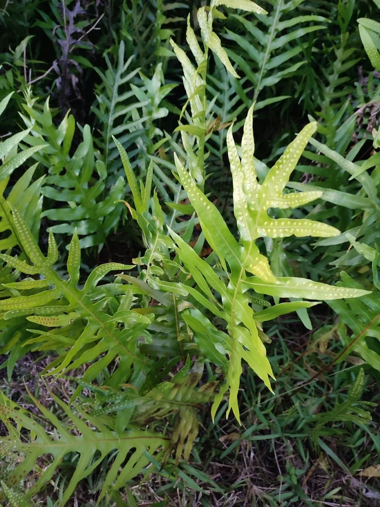 Polypodium Scolopendria