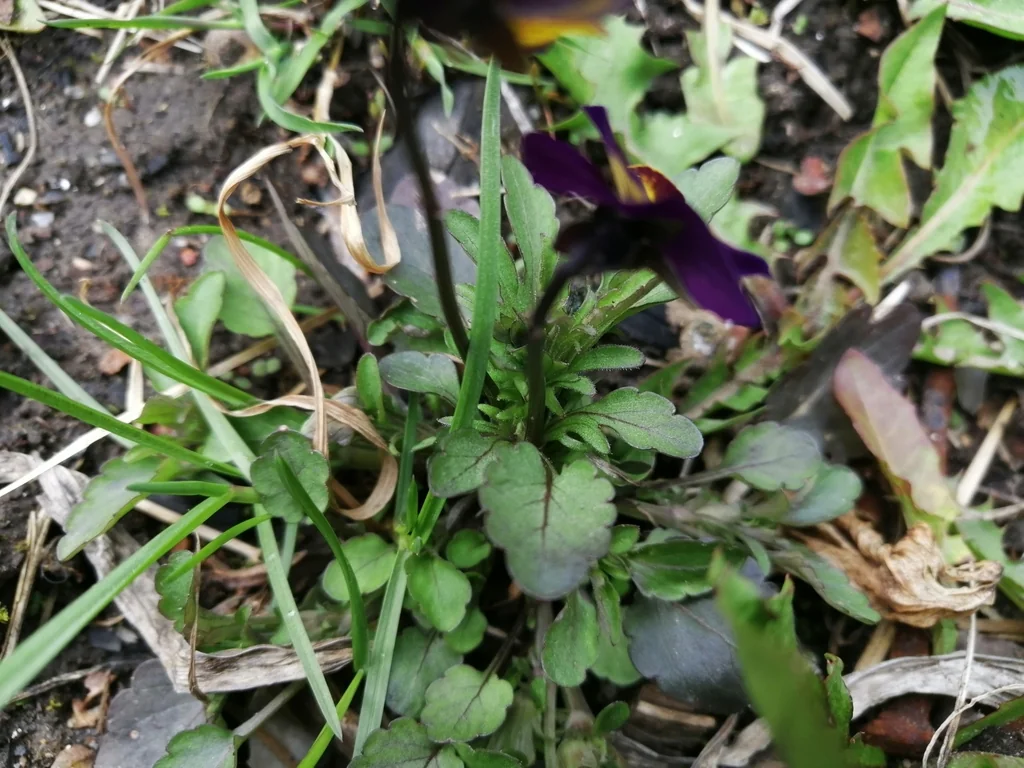 Viola X Wittrockiana