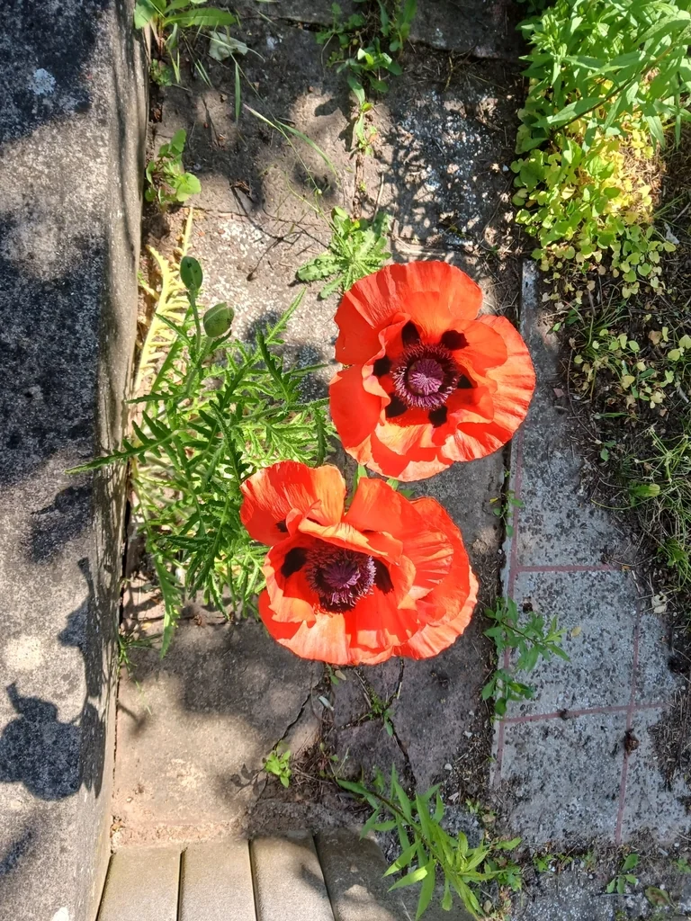 Papaver Orientale