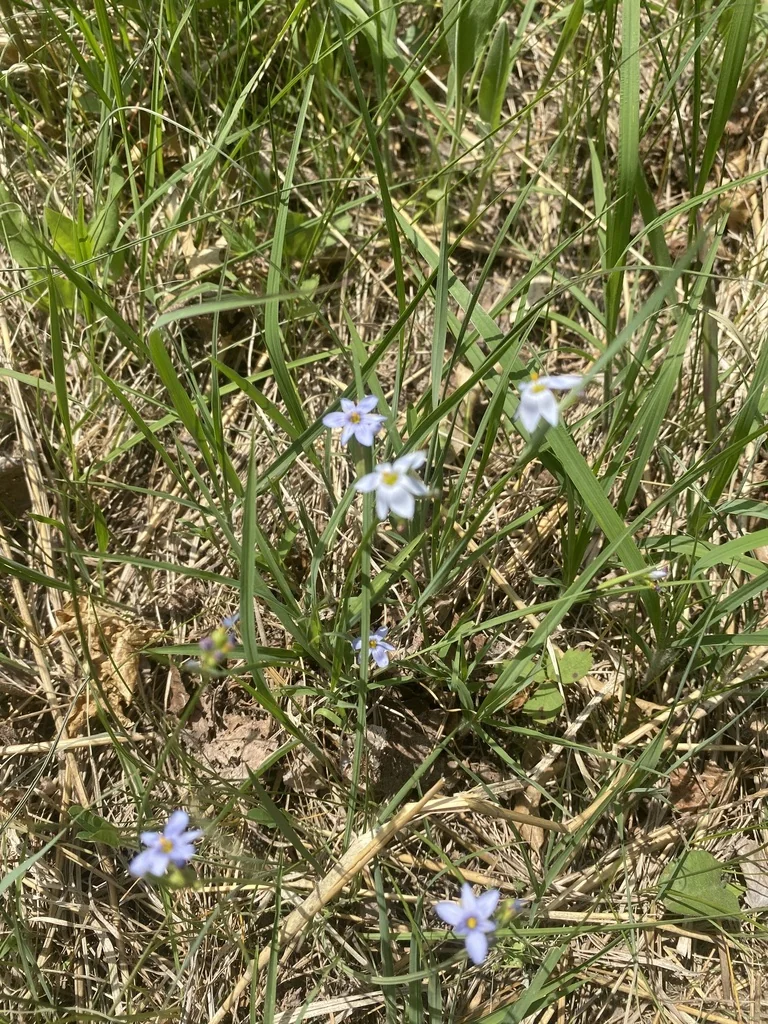 Sisyrinchium Campestre