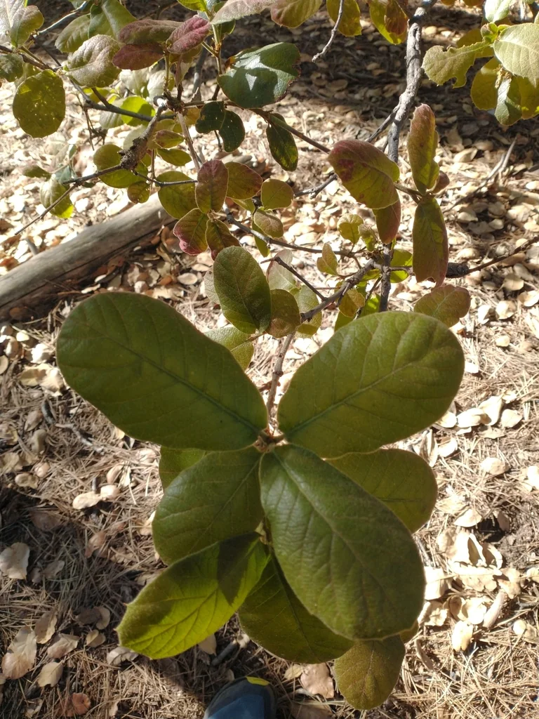 Quercus Rugosa
