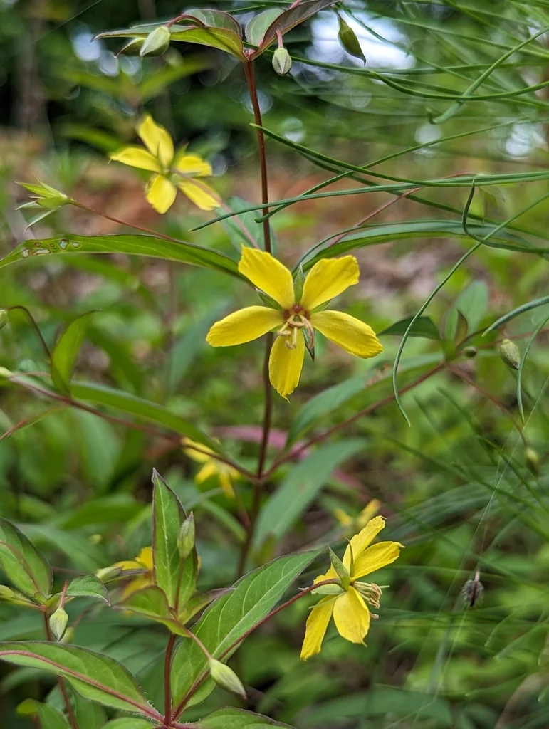 Lysimachia Lanceolata