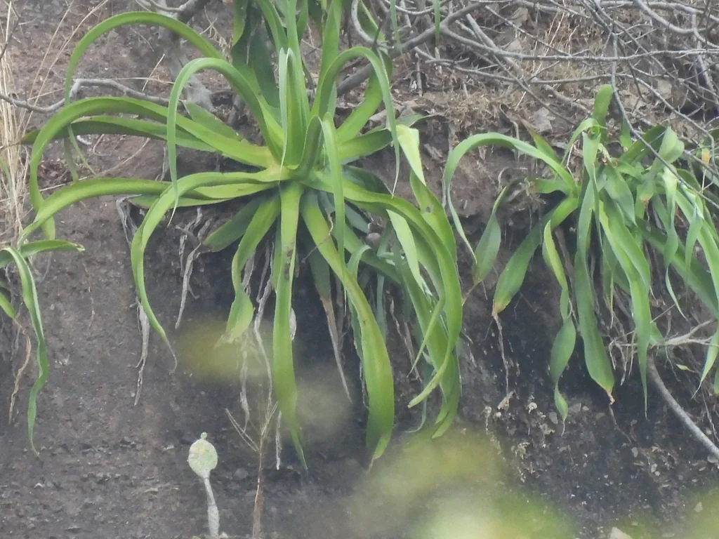 Agave Vilmoriniana