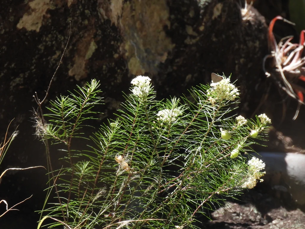 Asclepias Linaria