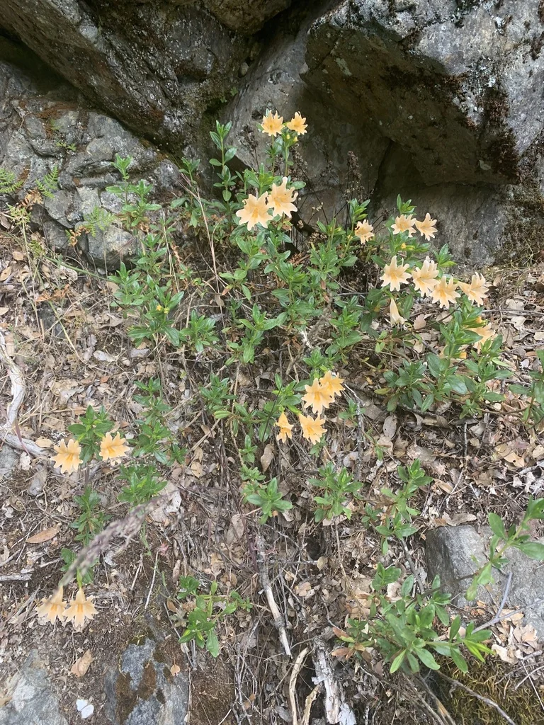 Diplacus Grandiflorus