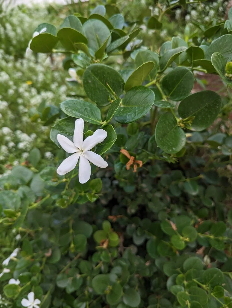 Carissa Macrocarpa