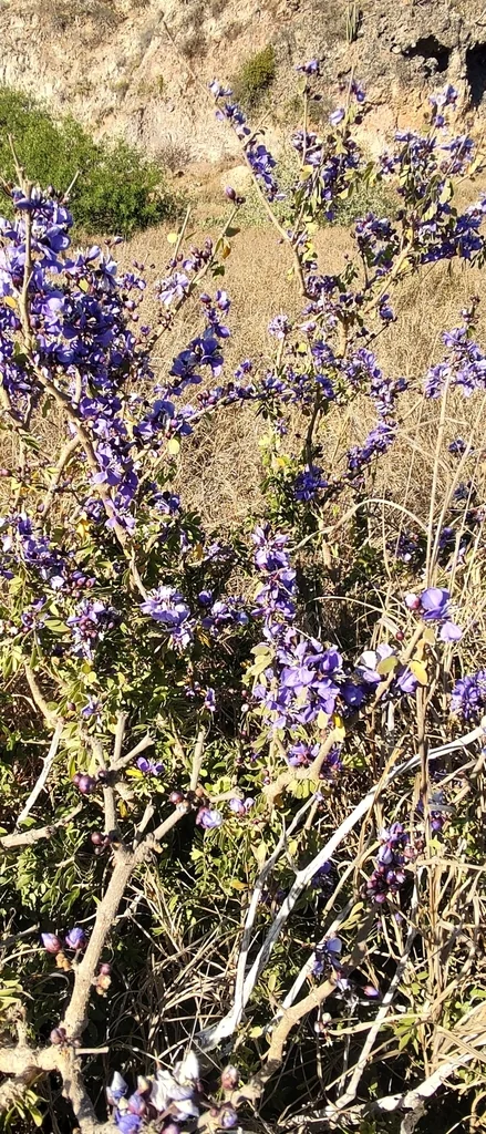 Guaiacum Coulteri
