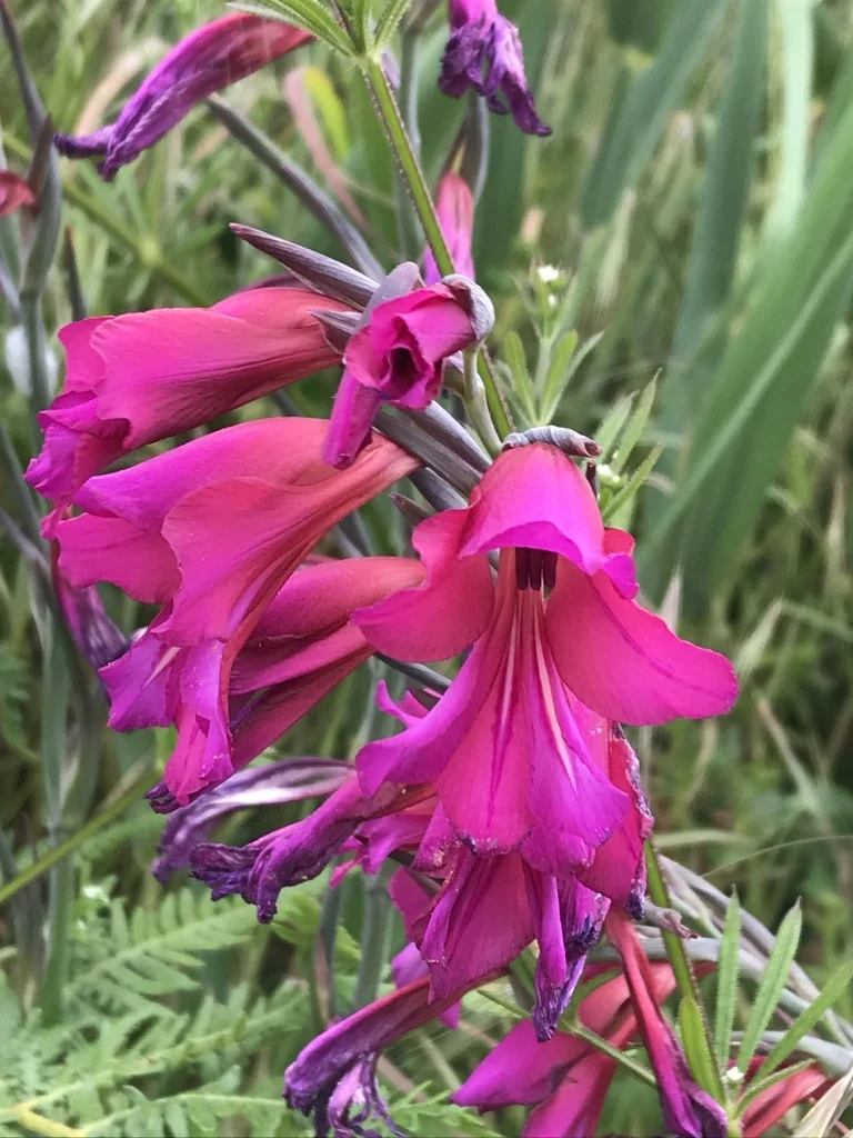 Gladiolus Communis