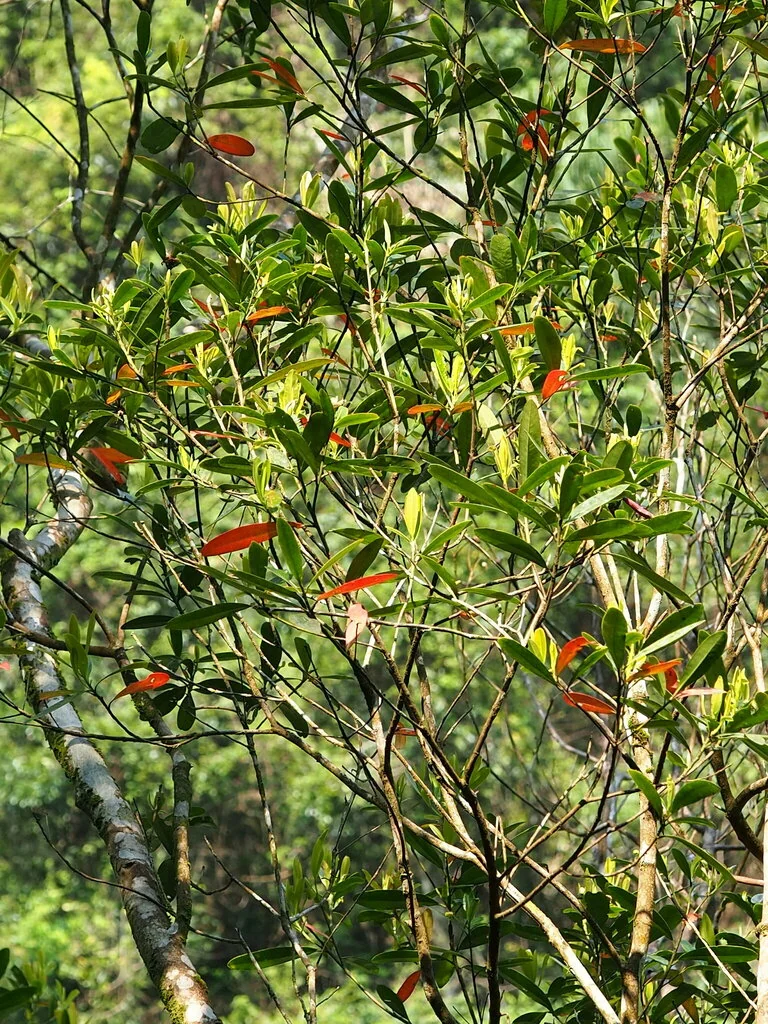 Elaeocarpus Decipiens