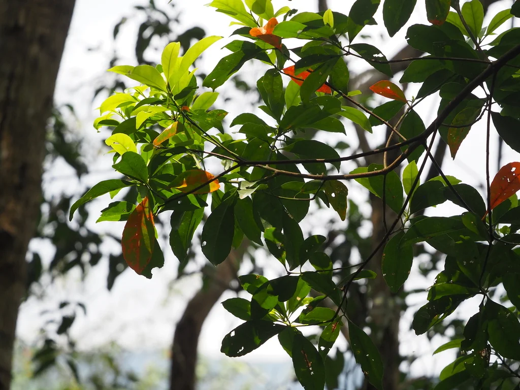 Elaeocarpus Decipiens