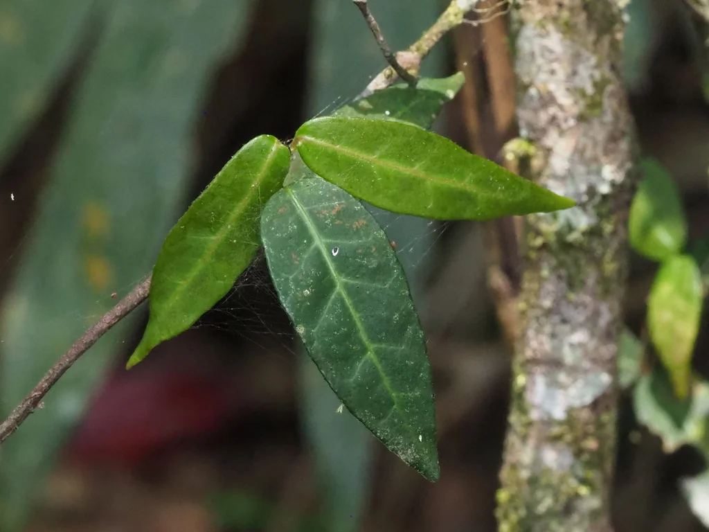 Trachelospermum Asiaticum