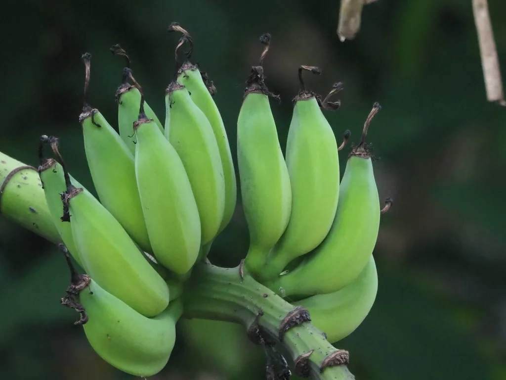 Musa X Paradisiaca
