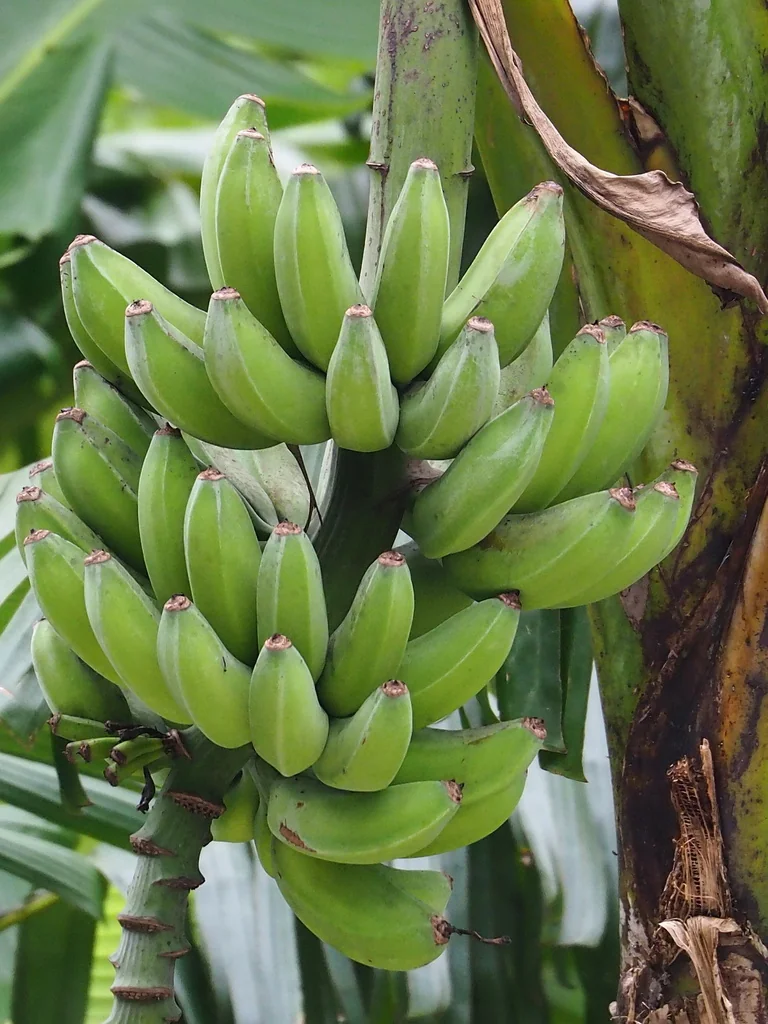 Musa X Paradisiaca