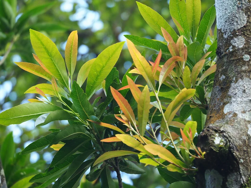 Elaeocarpus Decipiens
