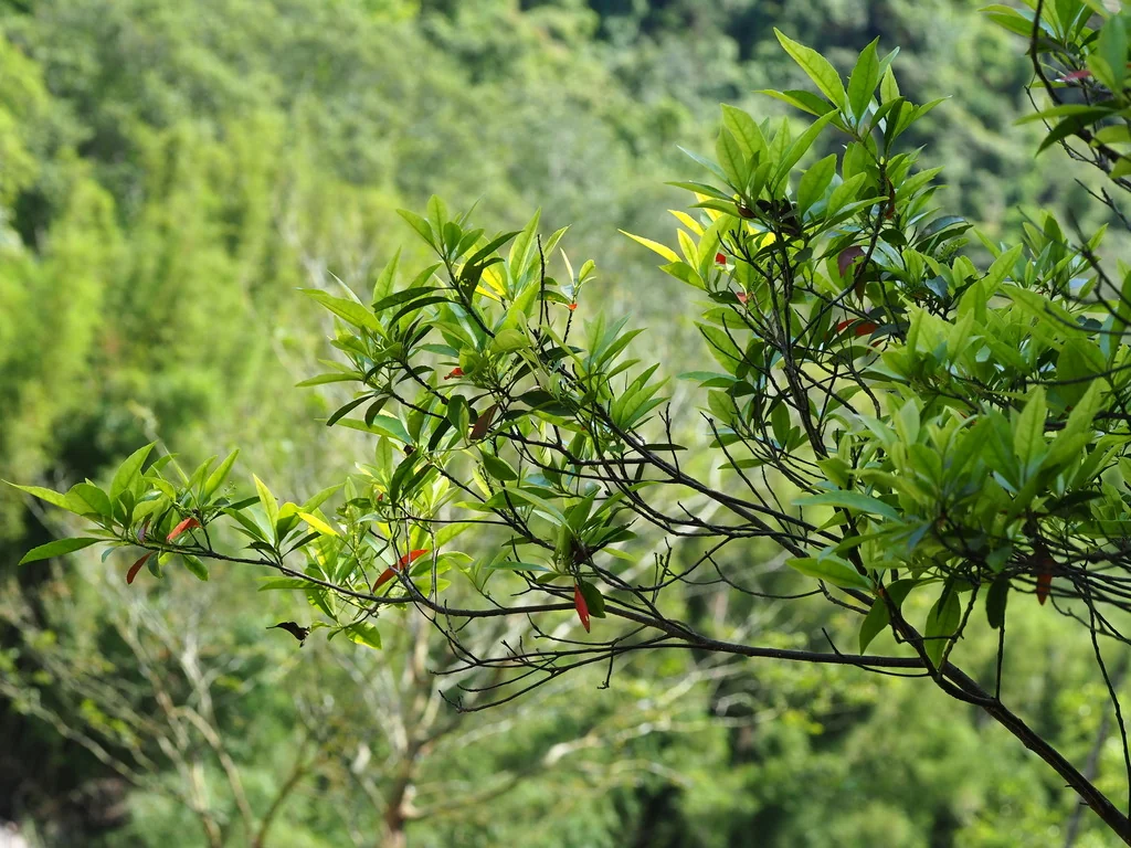 Elaeocarpus Decipiens