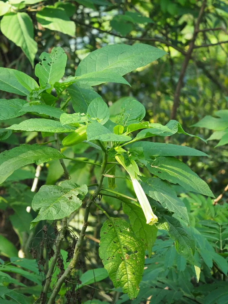Brugmansia Suaveolens