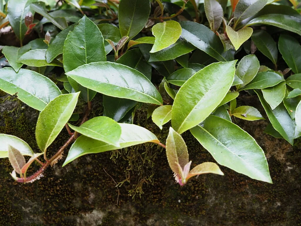Hydrangea Integrifolia