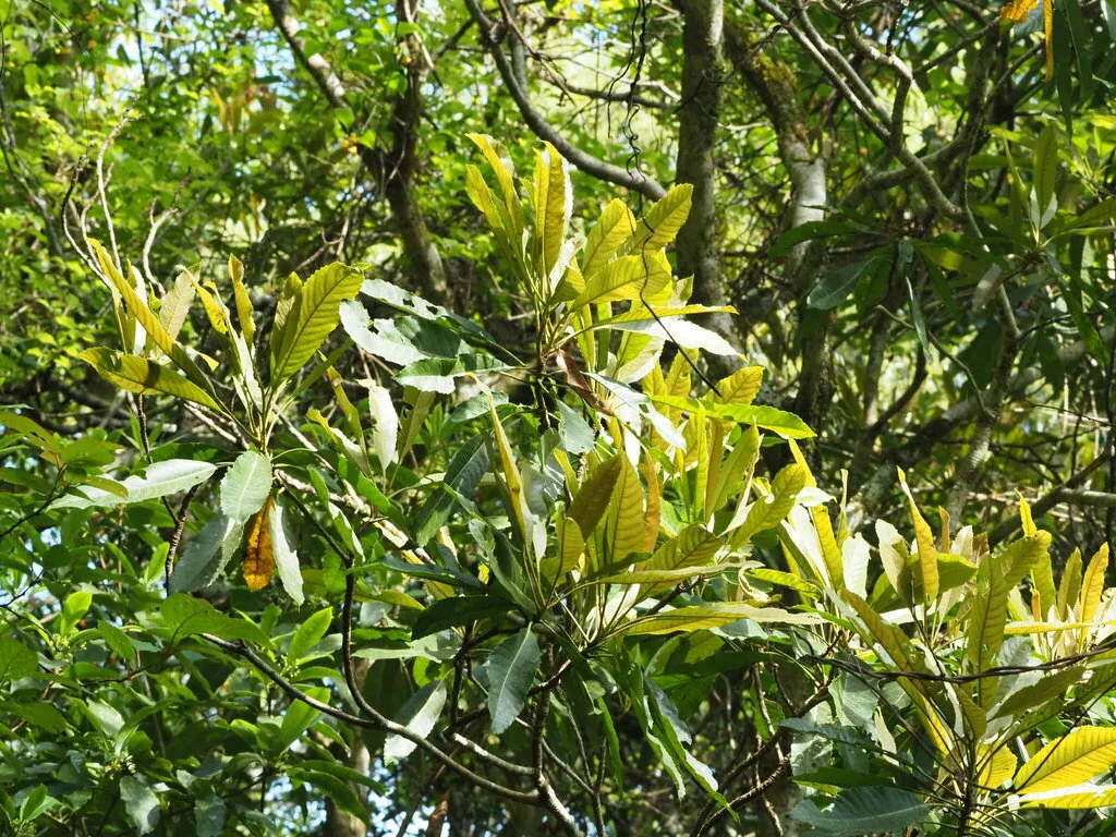 Eriobotrya Deflexa
