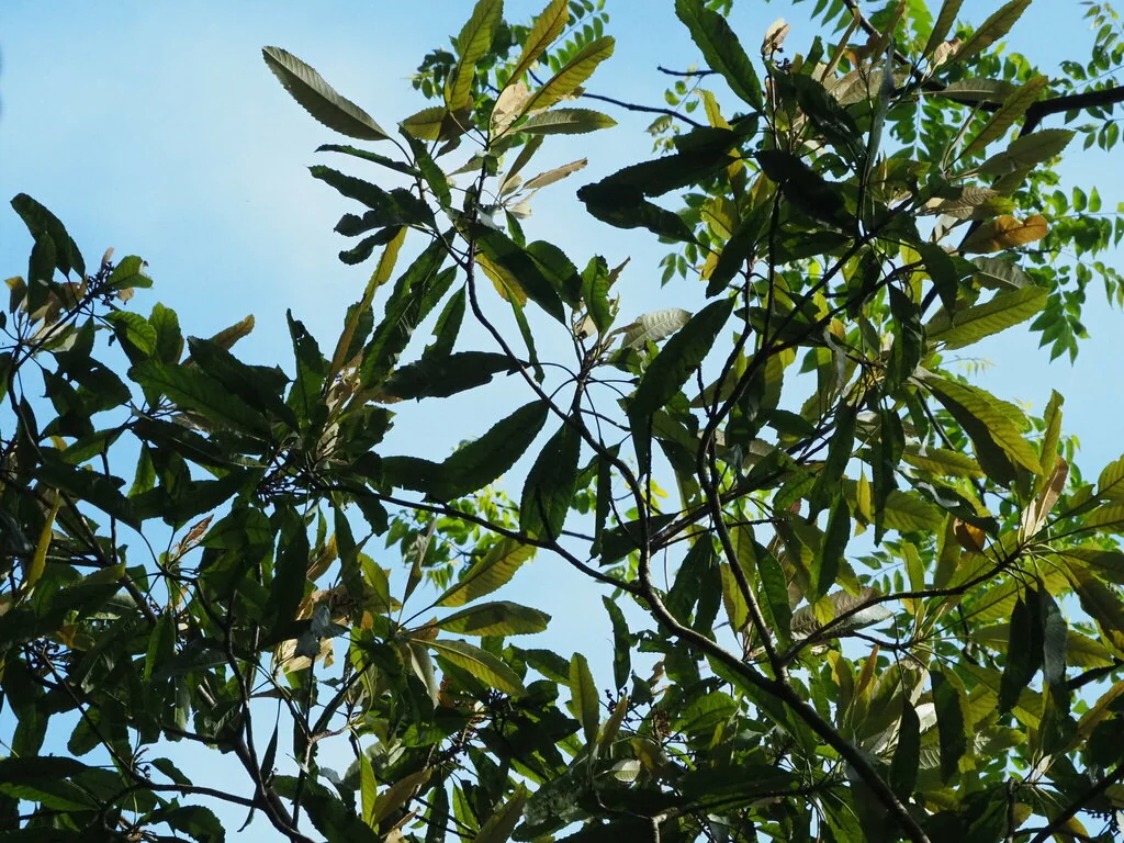 Eriobotrya Deflexa