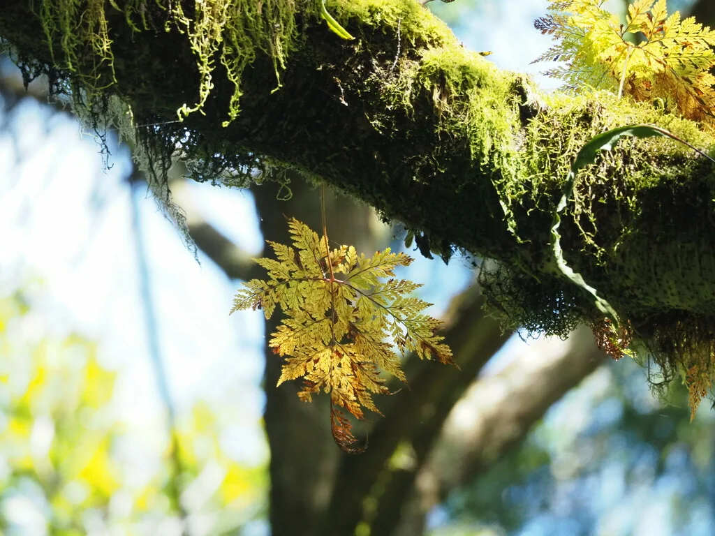 Davallia Trichomanoides