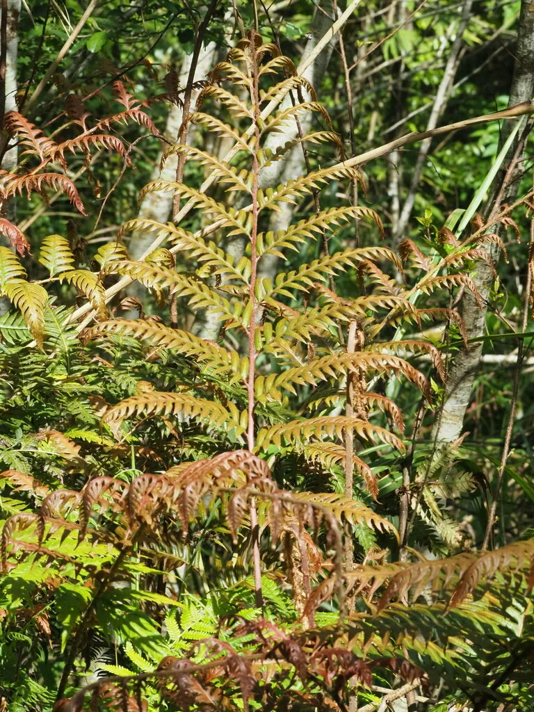 Woodwardia Unigemmata