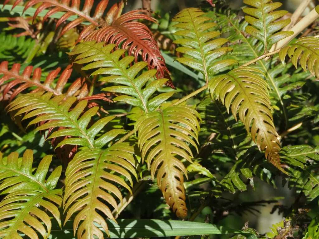 Woodwardia Unigemmata