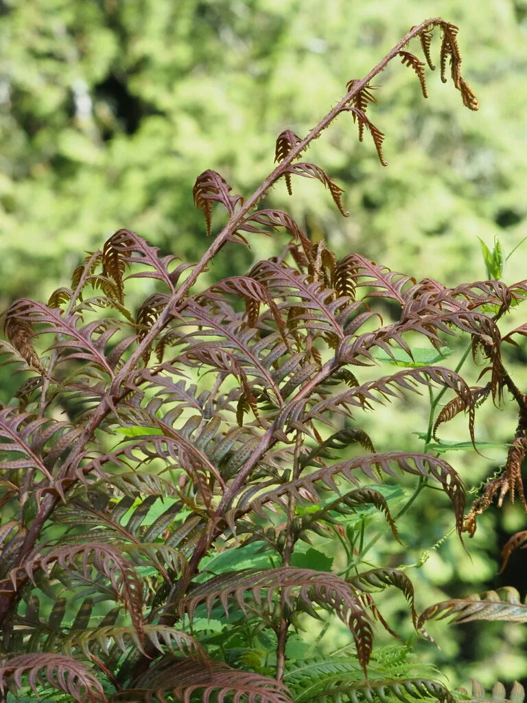 Woodwardia Unigemmata