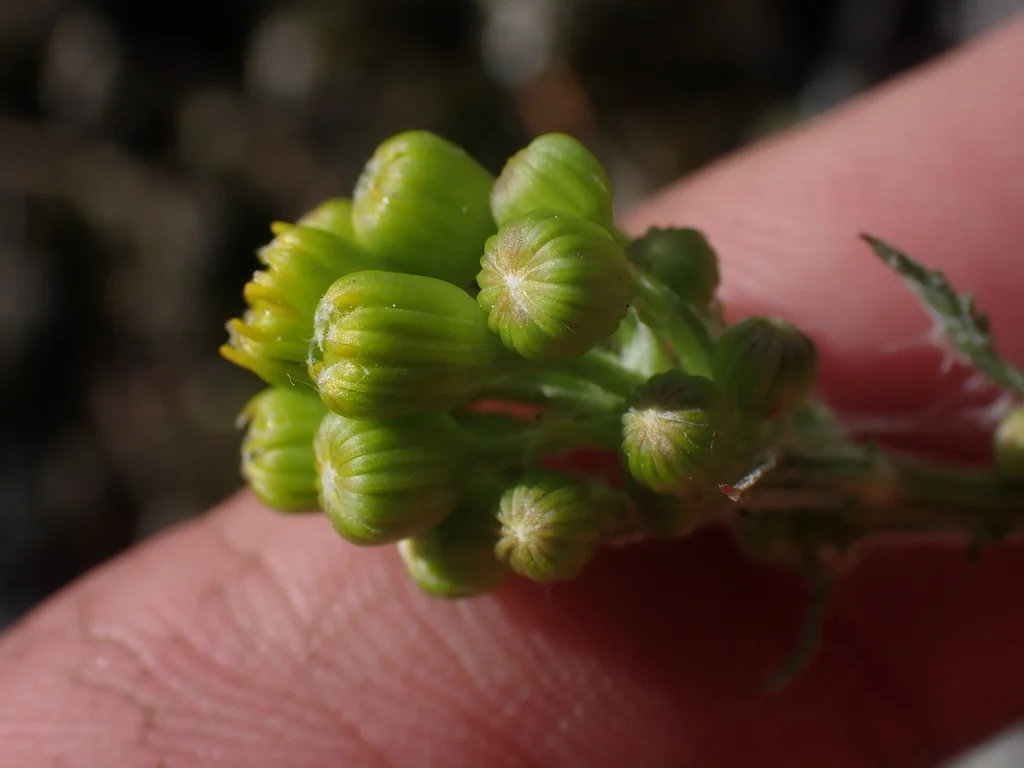 Senecio Fulgens