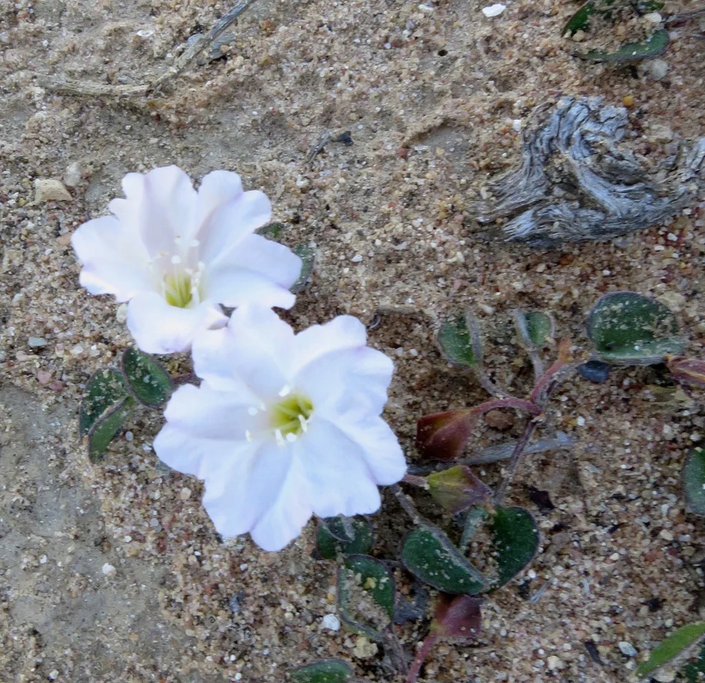 Falkia Repens