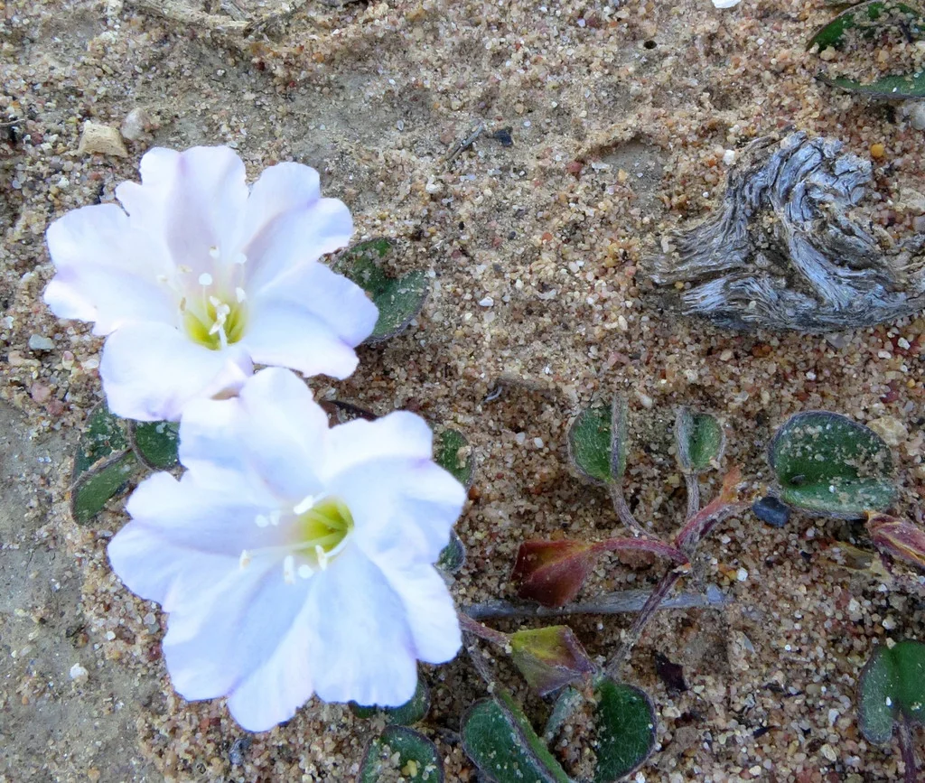 Falkia Repens