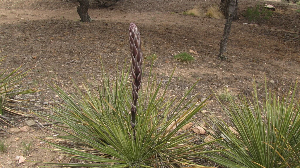 Yucca Baileyi