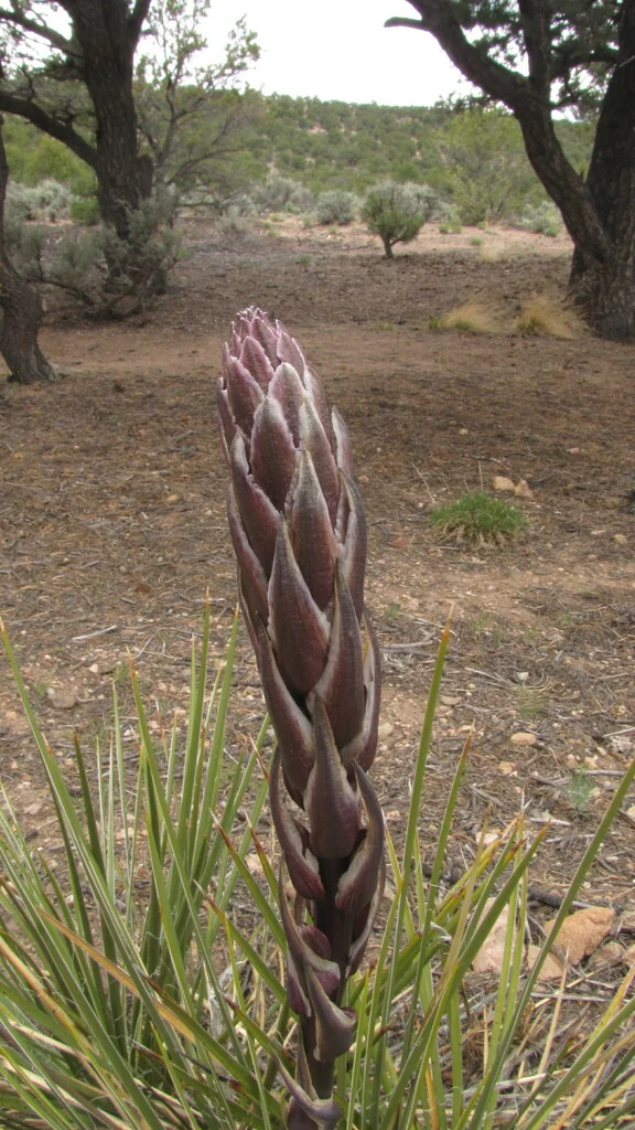 Yucca Baileyi
