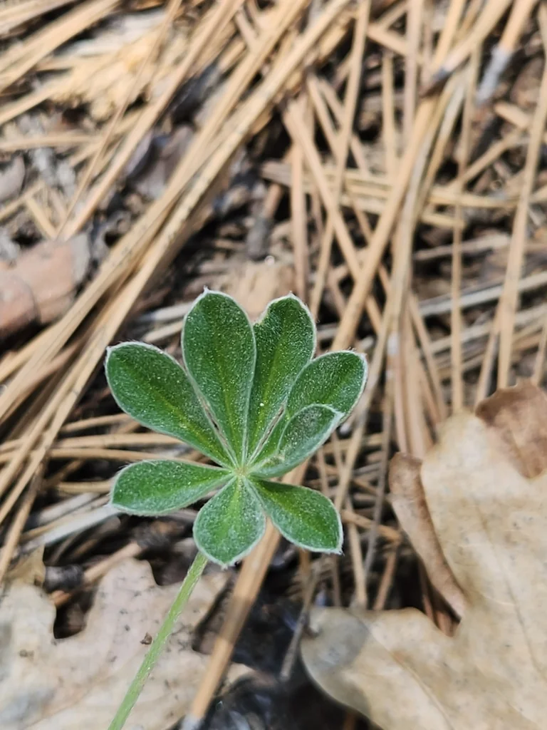 Lupinus Excubitus
