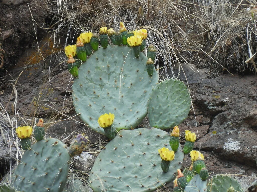 Opuntia Robusta
