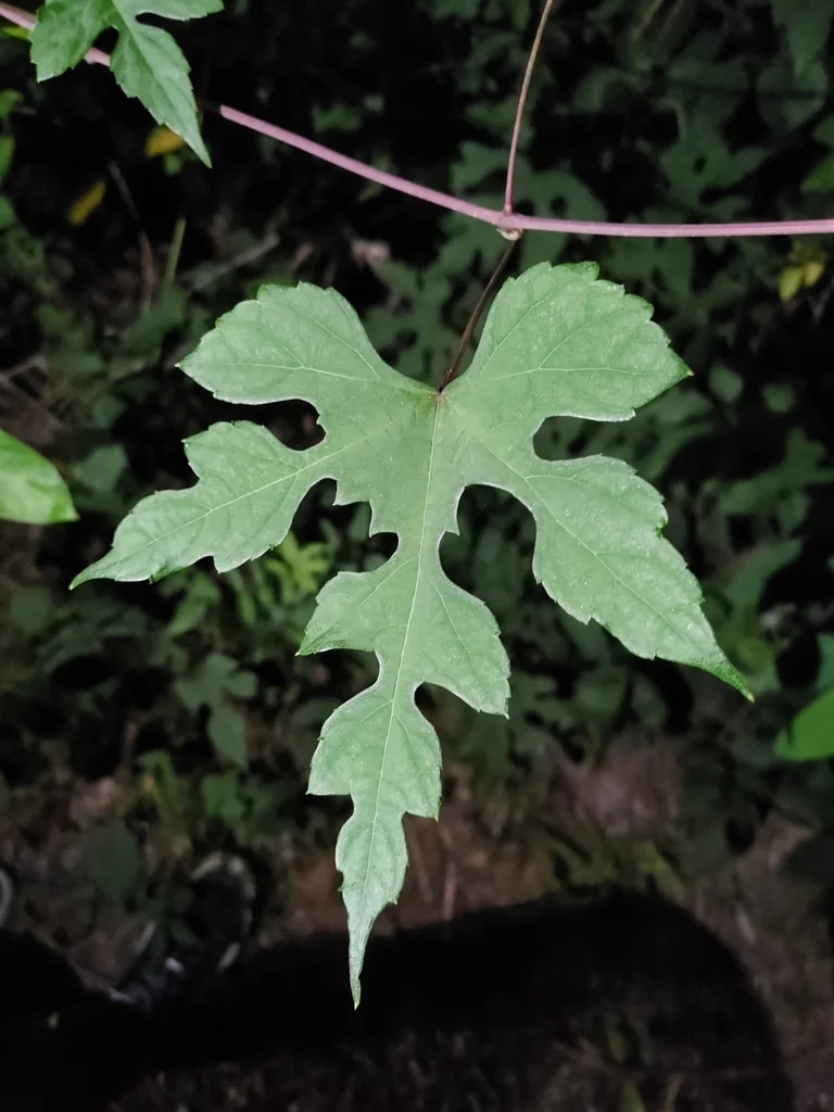 Ampelopsis Brevipedunculata