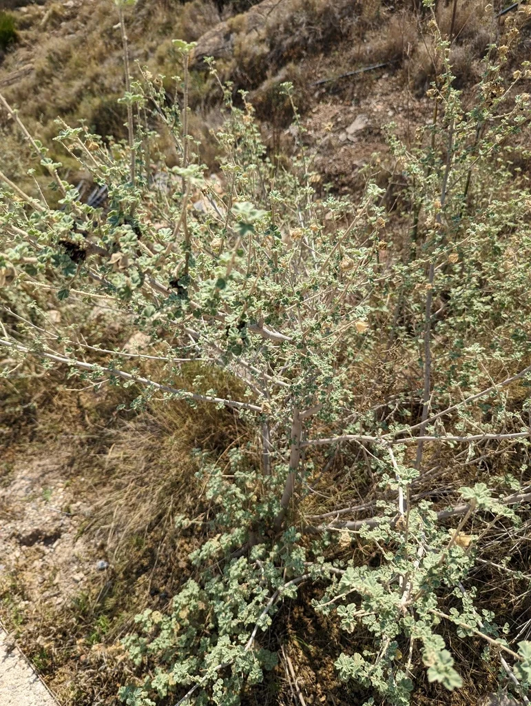 Lavatera Maritima