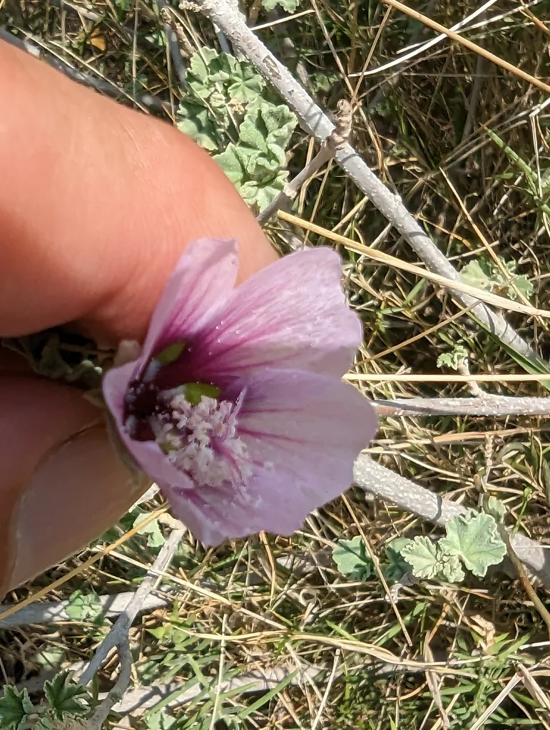 Lavatera Maritima