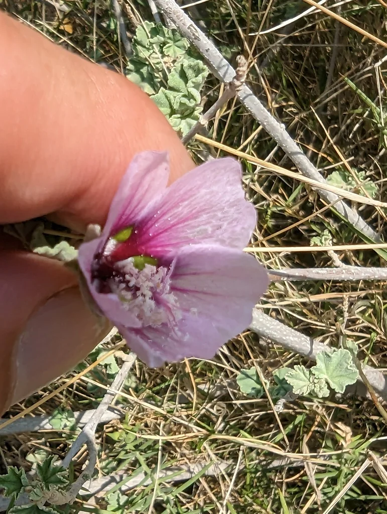 Lavatera Maritima