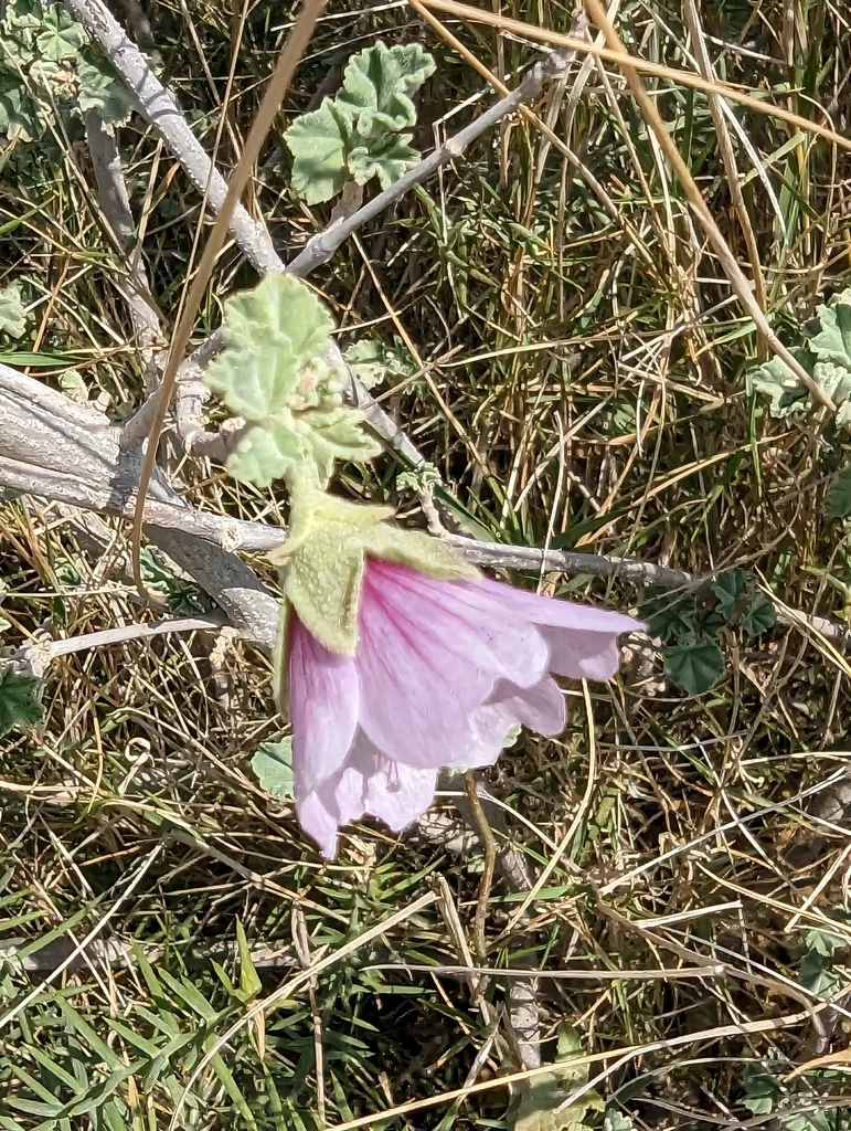 Lavatera Maritima