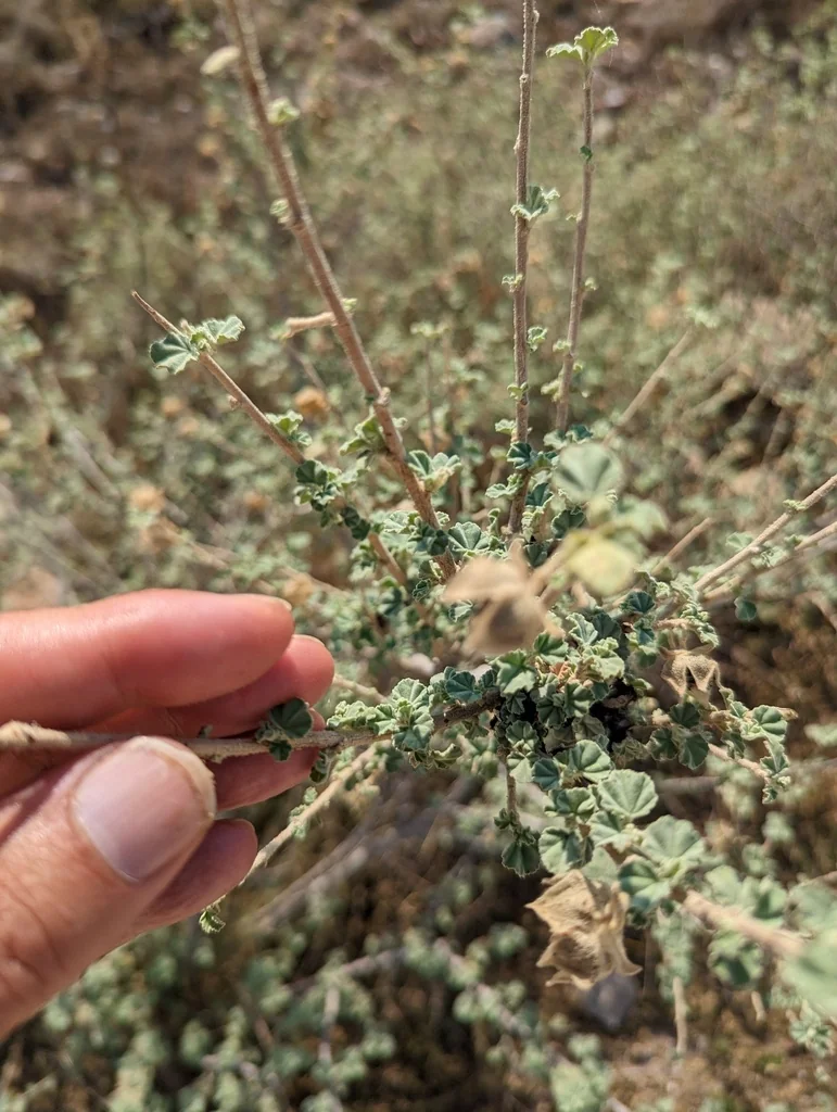 Lavatera Maritima