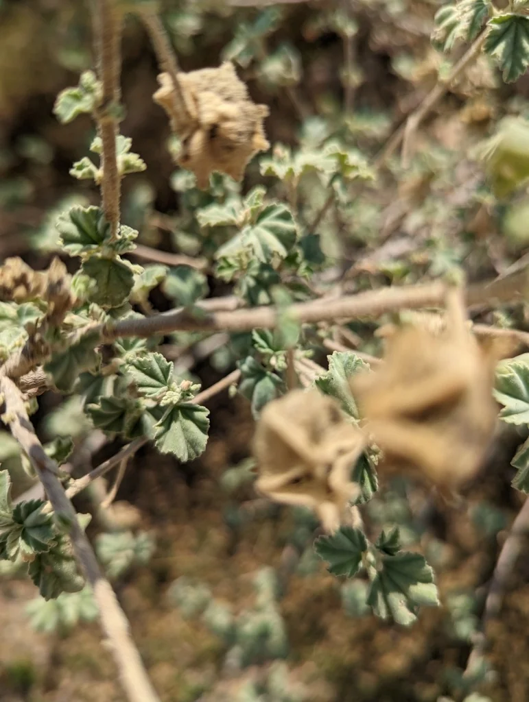 Lavatera Maritima