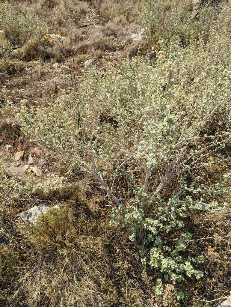 Lavatera Maritima