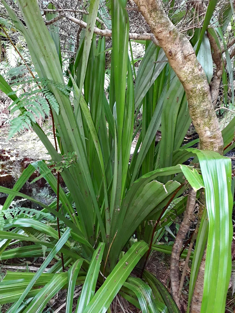 Astelia Chathamica