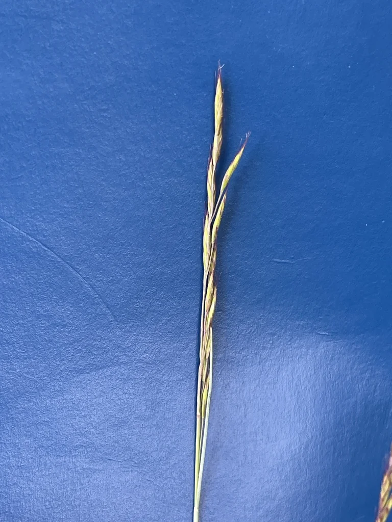 Festuca Idahoensis