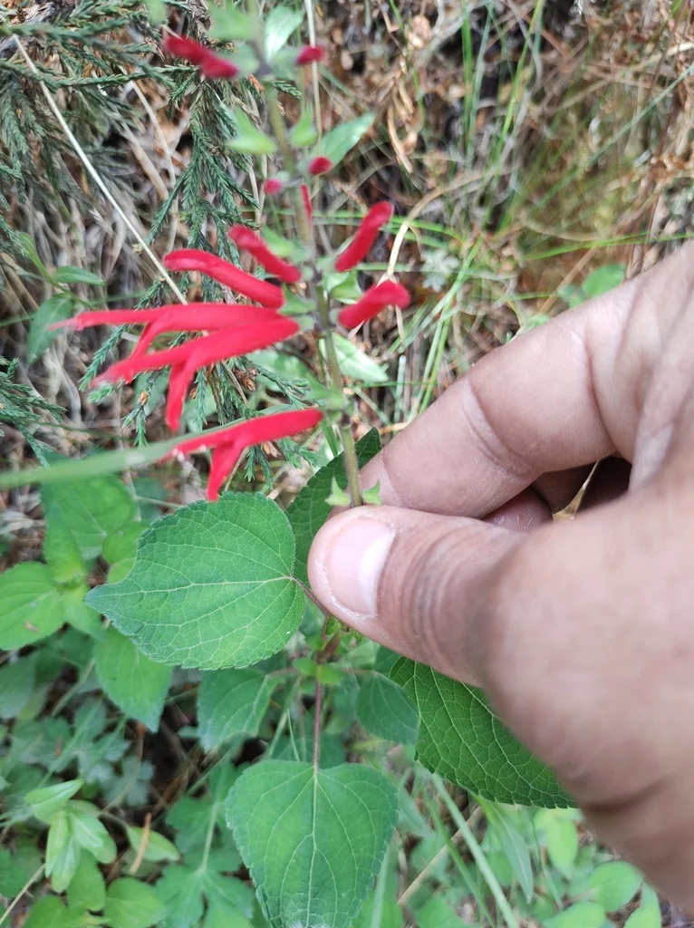 Salvia Elegans