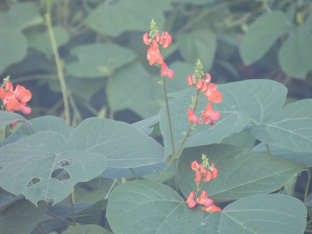 Phaseolus Coccineus