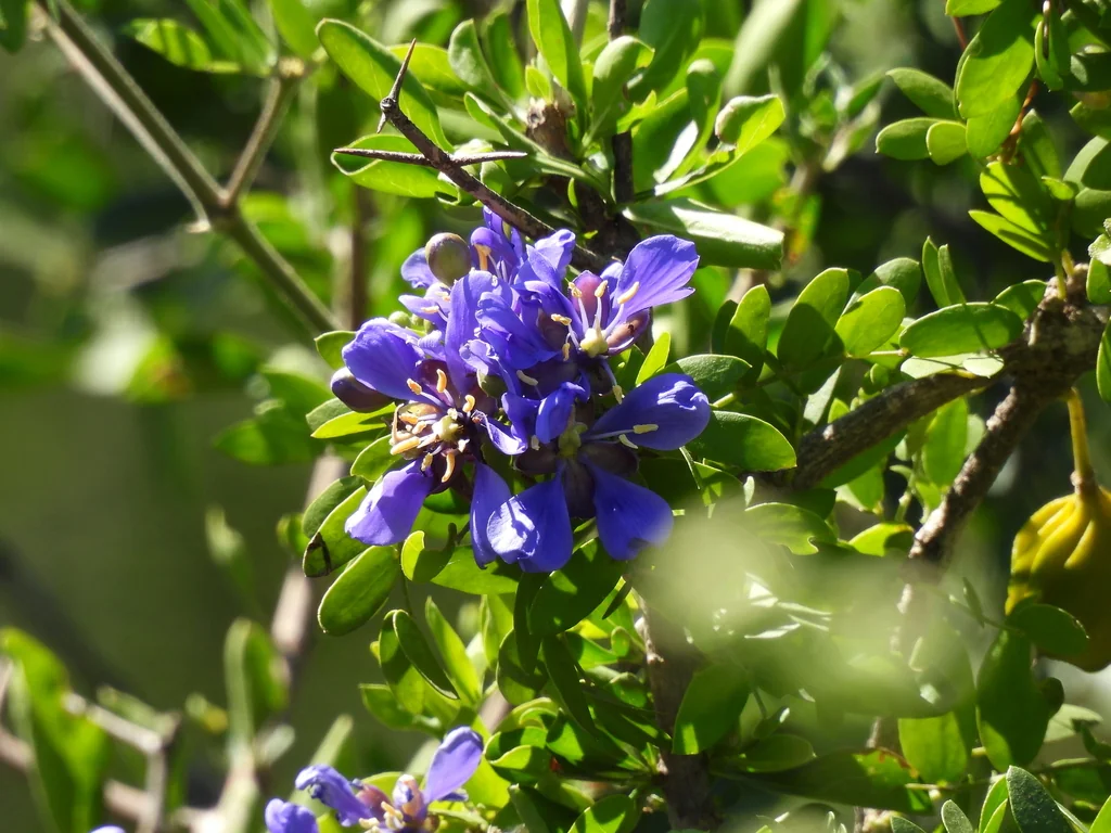 Guaiacum Coulteri