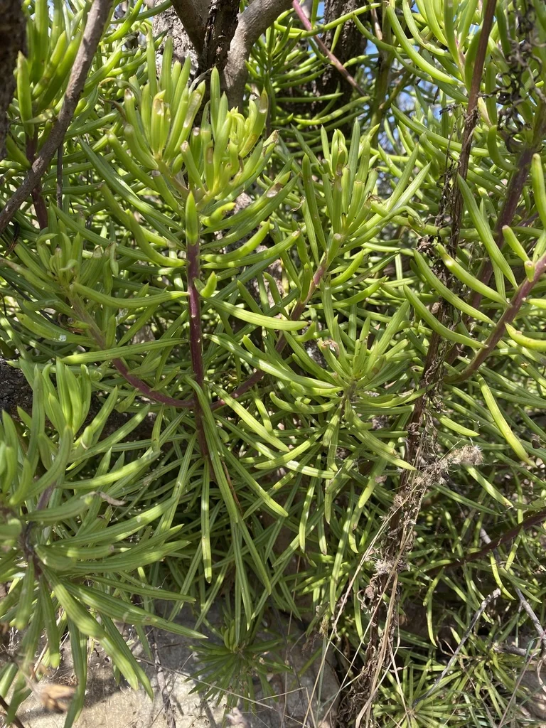 Senecio Barbertonicus