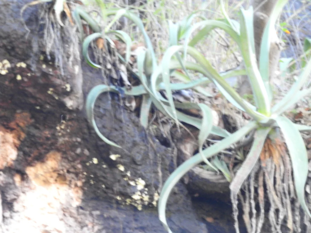 Agave Vilmoriniana
